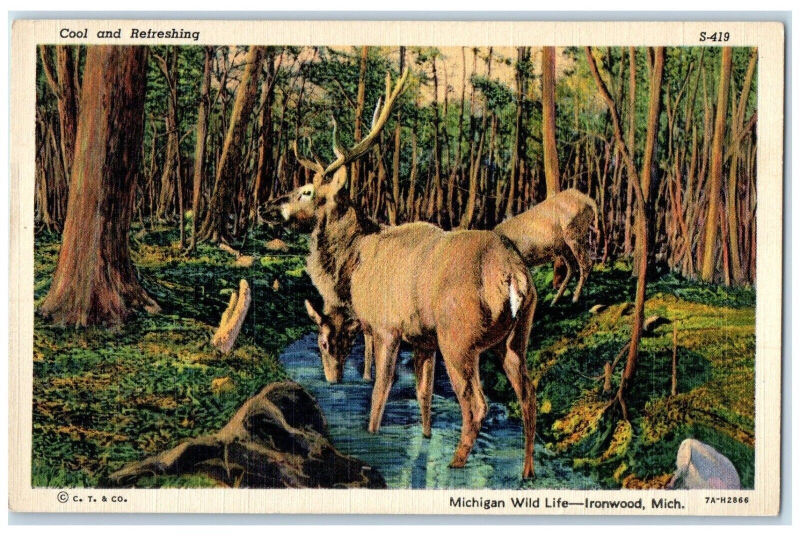 c1940 Cool Refreshing Michigan Wild Life Animals Ironwood Michigan MI Postcard