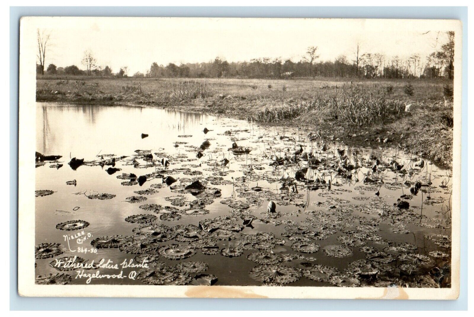 c1940\'s Withered Lotus Plants Hazelwood Ohio OH RPPC Photo Vintage Postcard
