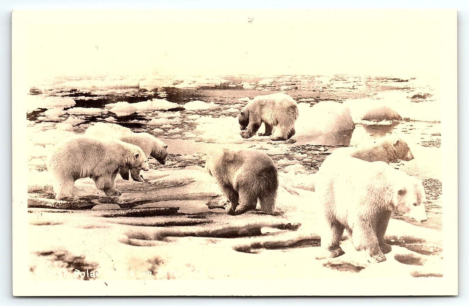 1930s ALASKA POLAR BEARS ON ARTIC ICE FLOE KODAK PHOTO RPPC POSTCARD P2416
