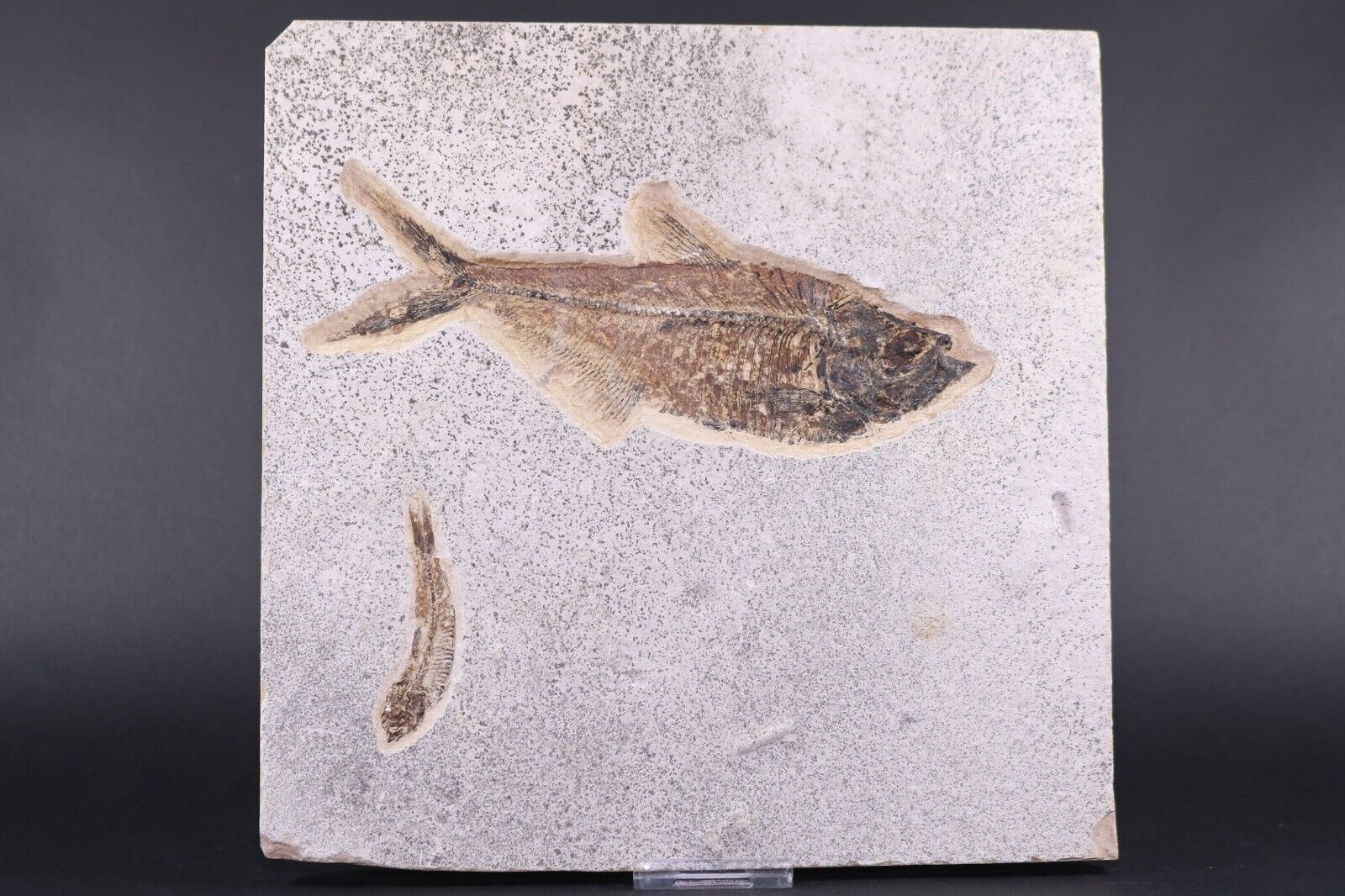 Fossil Fish 6.2\