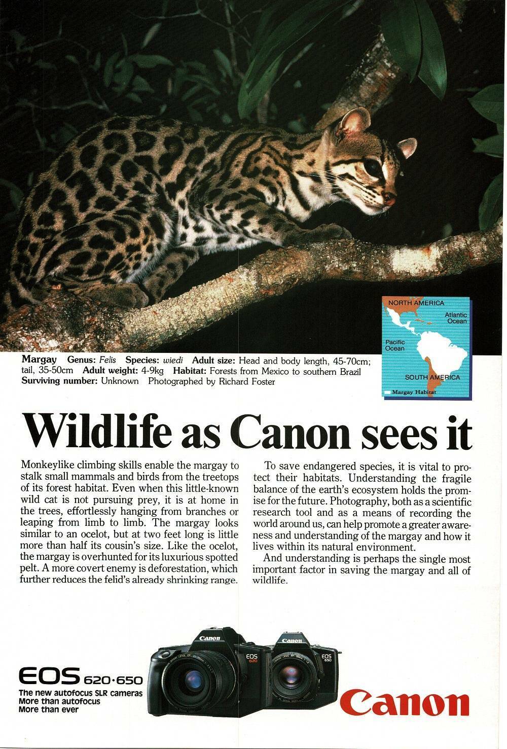 1989 Canon 620 650 Camera margay Vintage Print Ad
