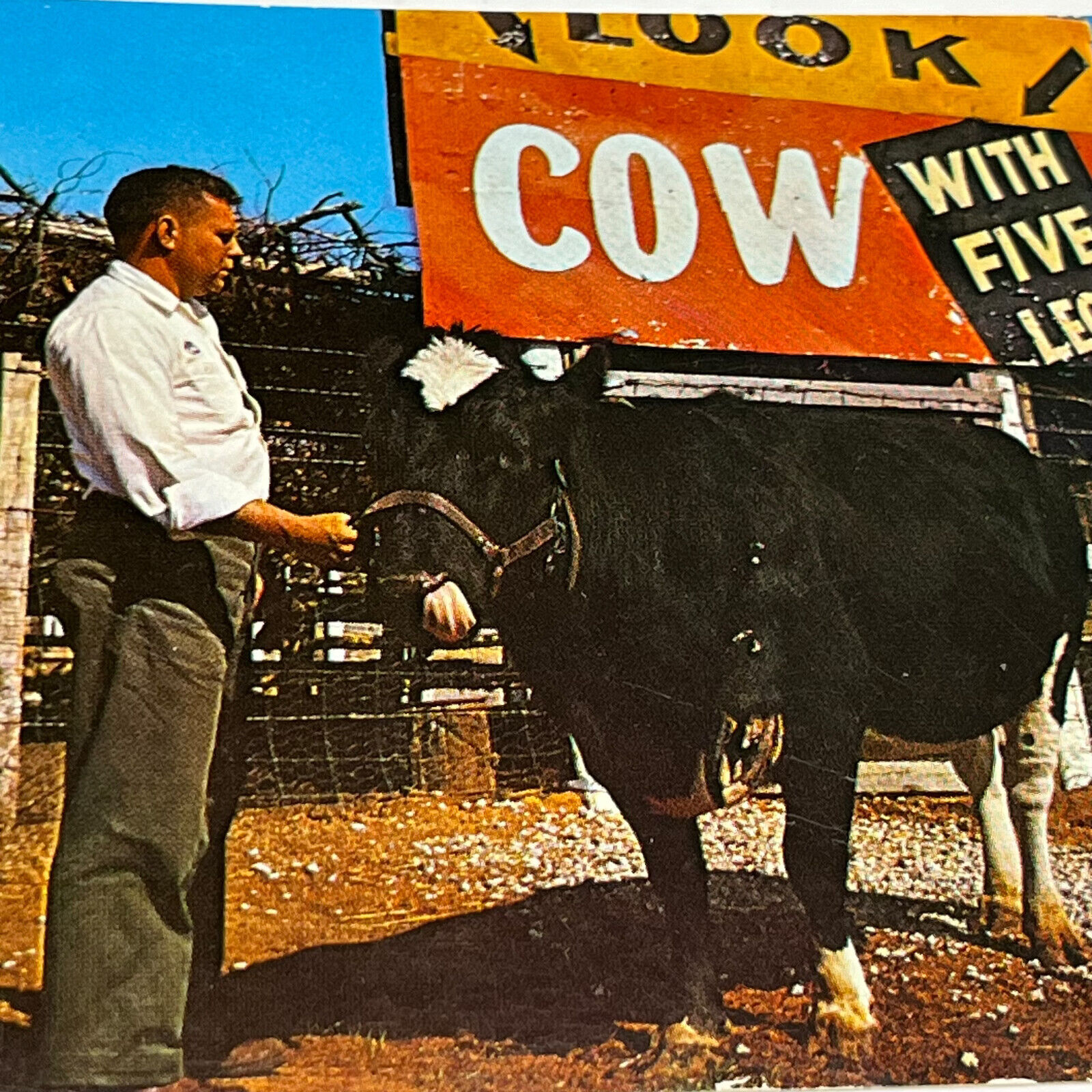 Vintage Chrome postard Cow  with Five Legs, Deer Park Rising Fawn, Georgia O5