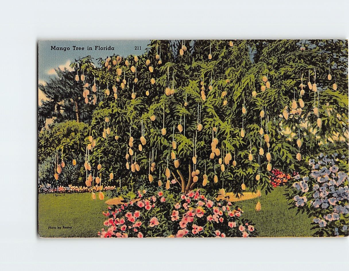 Postcard Mango Tree in Florida