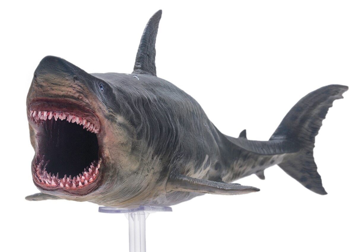 PNSO Prehistoric Animal Models: Patton The Megalodon (Big White Shark) 13\