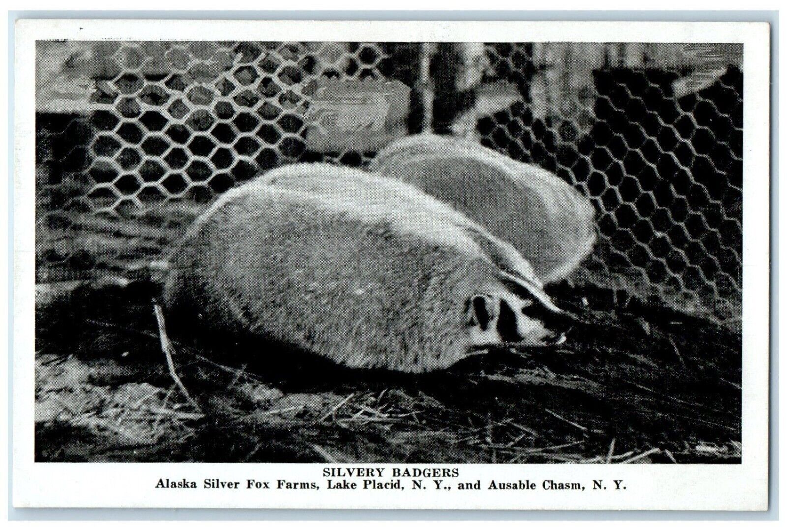 c1940 Silvery Badgers Alaska Silver Fox Farms Lake Placid New York NY Postcard