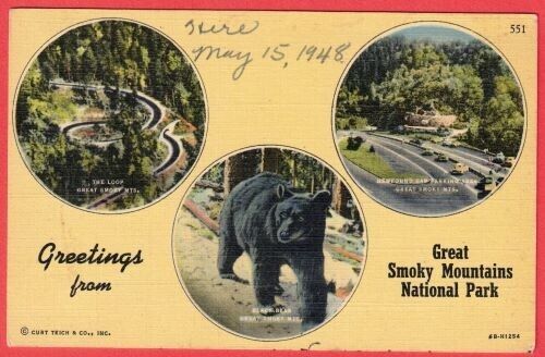 Vintage Postcard 1930s Greetings from Great Smoky Mountains National Park Bear
