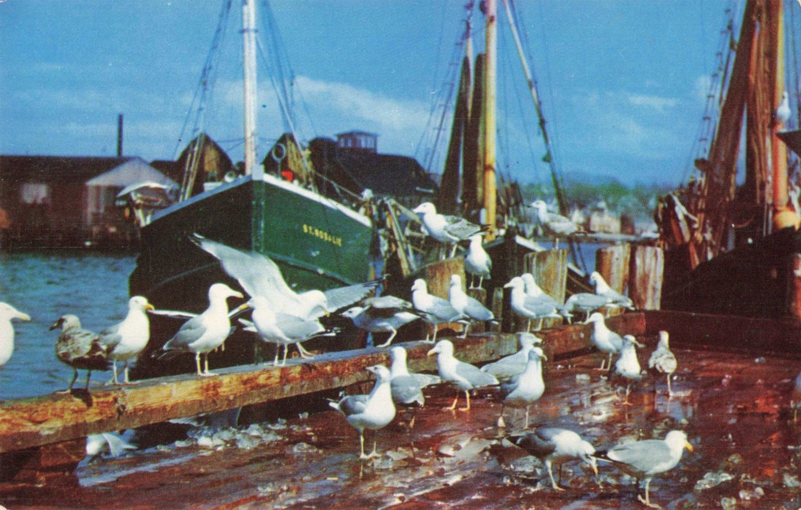 Maine ME, Sea Gulls Feasting Near a Fishing Boat, Vintage Postcard