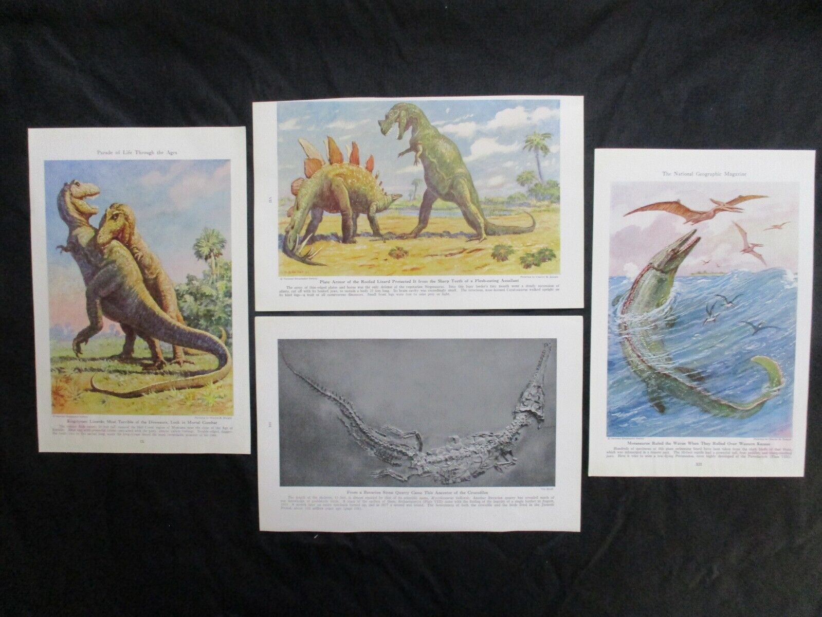4 1942 Early Life prints by Charles Knight - Mosasaurus, T Rex, Stegasaurus +