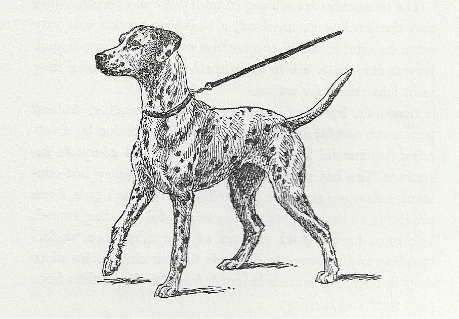 Dalmatian - CUSTOM MATTED - Vintage Dog Art Print - 1954 Kirmse