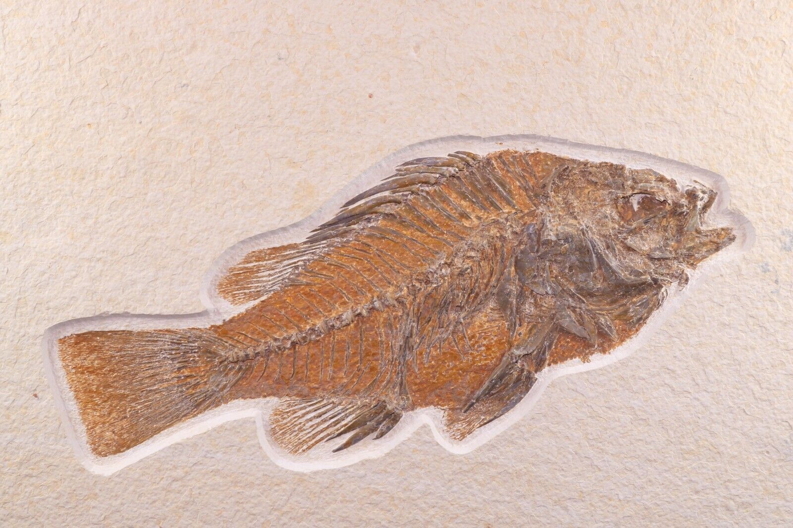 Superb Fossil Fish 9.6\