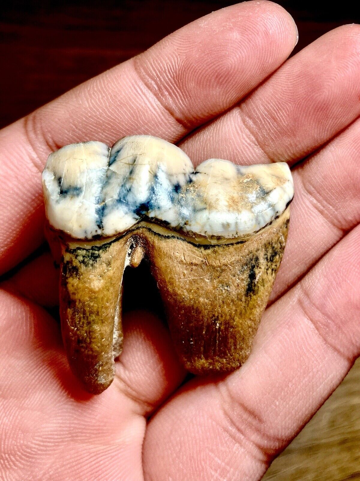 BEYOND RARE ICE AGE FOSSIL Late Pleistocene Siberian Cave Hyena tooth