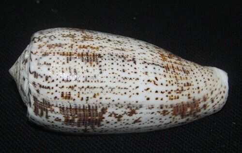 73 mm LARGE Conus Assimilis Cone Seashell GREAT PATTERN Combine Ship #A4