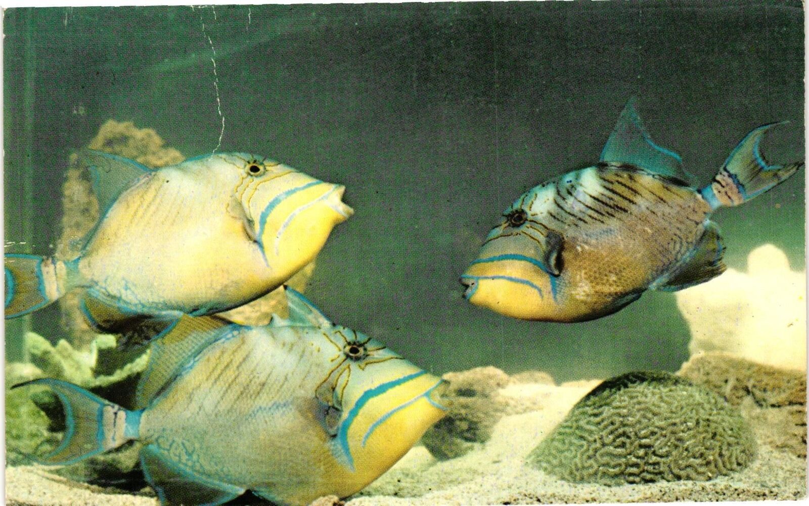 Vintage Postcard- The John G. Shedd Aquarium, Chicago, IL.