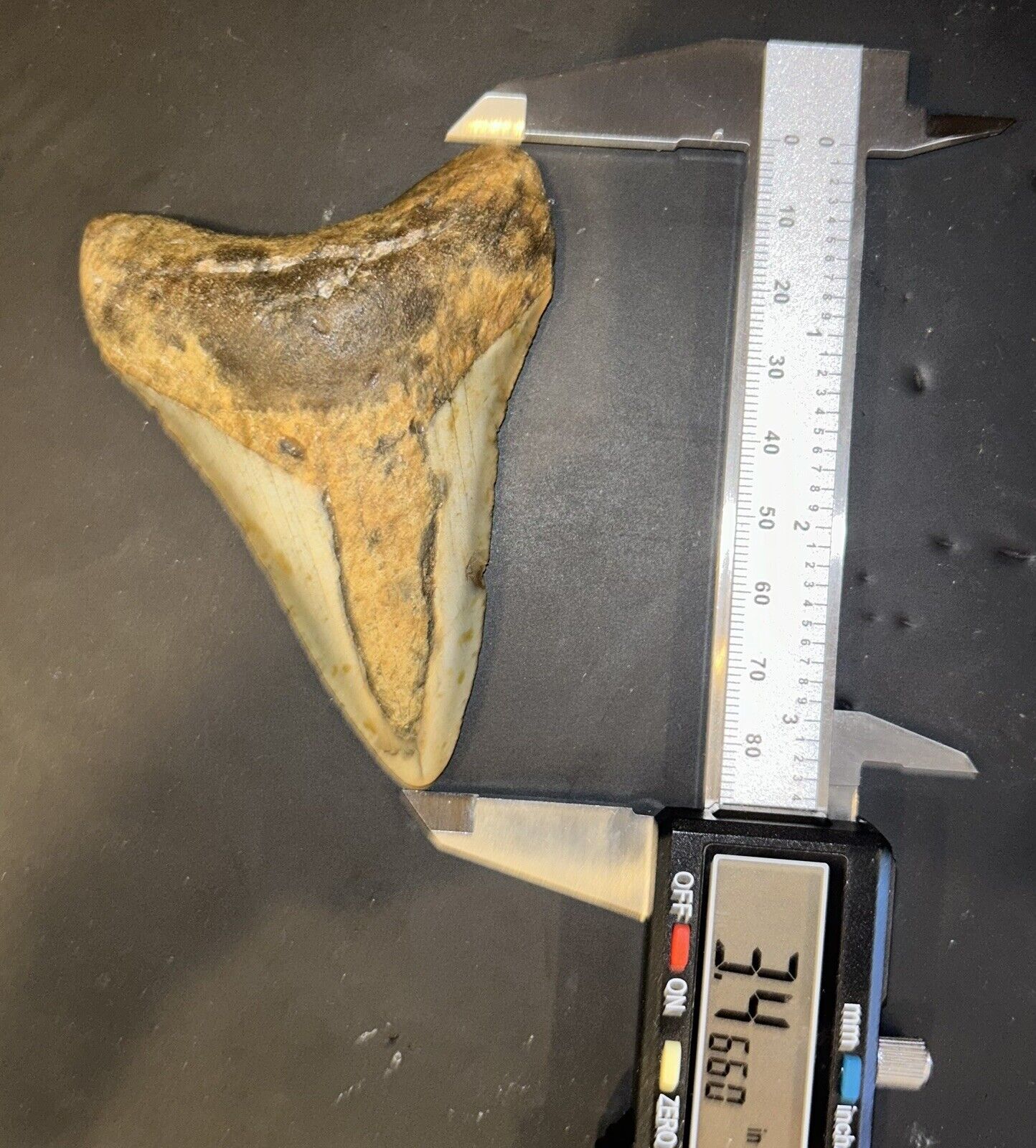 MEGALODON Fossil Giant Shark Teeth All Natural Large 3.4” HUGE COMMERCIAL GRADE