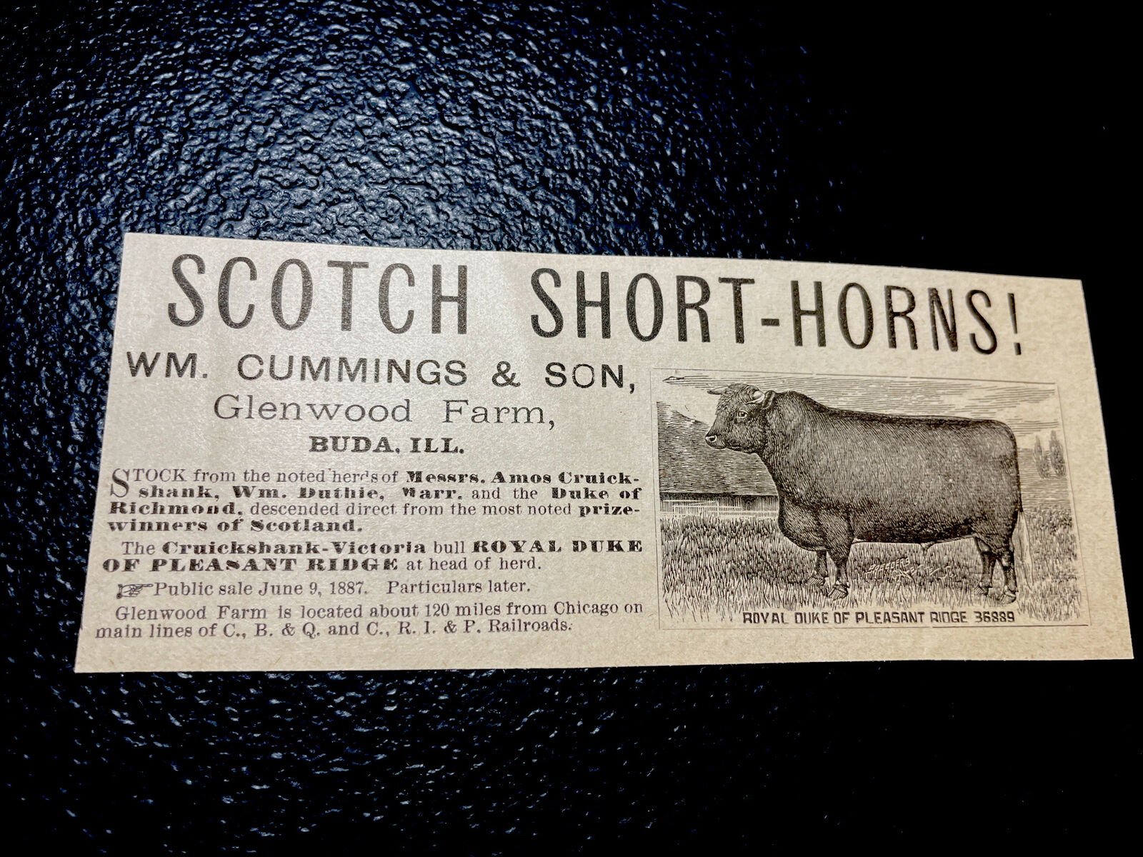 ORIGINAL 1887 Glenwood Farm Cattle Cow Advertising -  Buda - Illinois