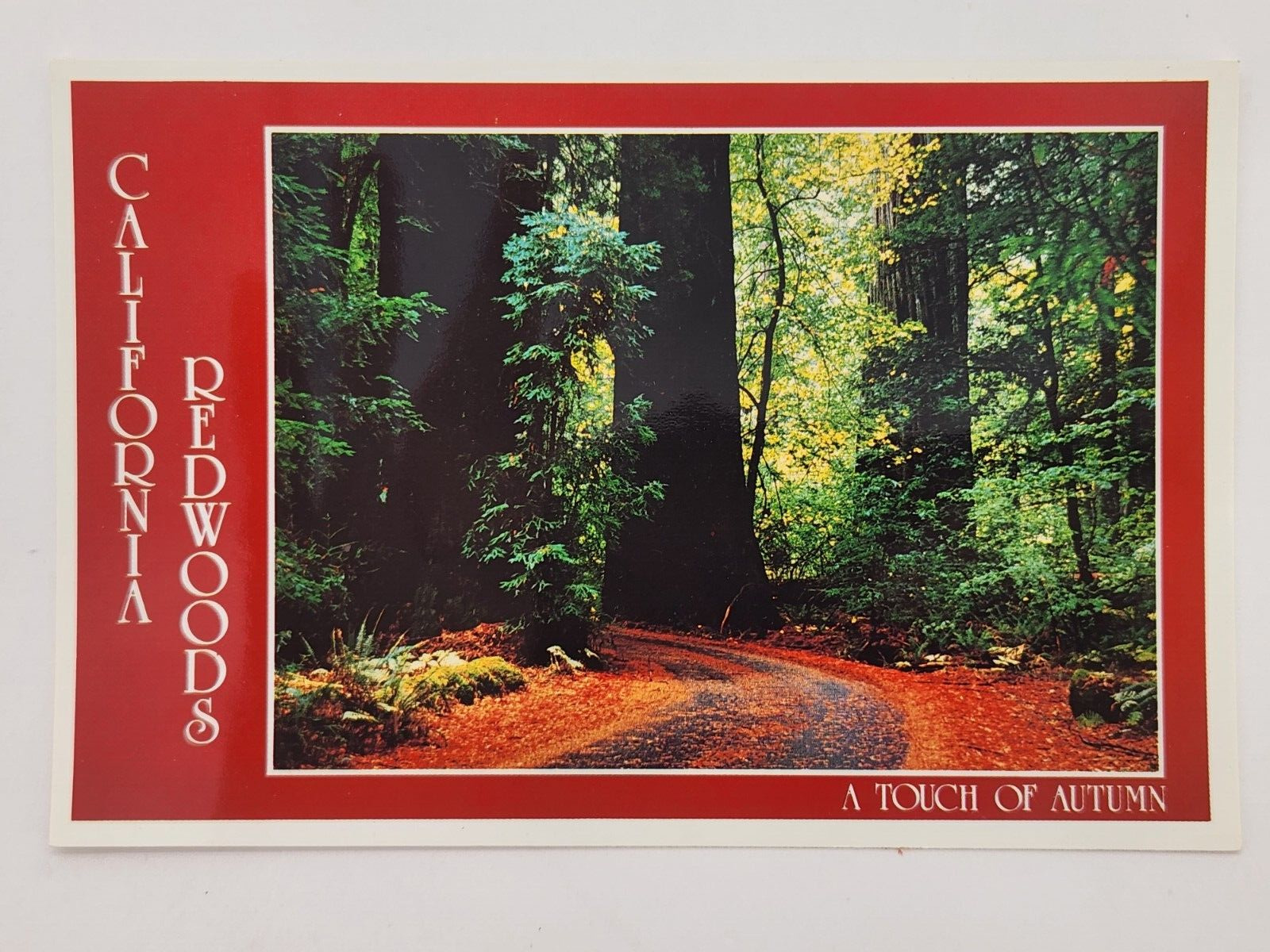 Postcard California Redwoods A touch of autumn Crocker A.W. Anderson Unposted
