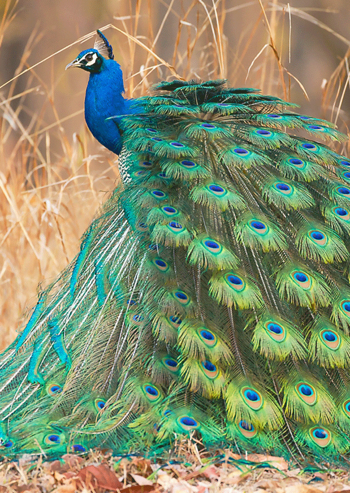 Beautiful Peacock POSTCARD- Wild Bird - 3D Lenticular Greeting Card
