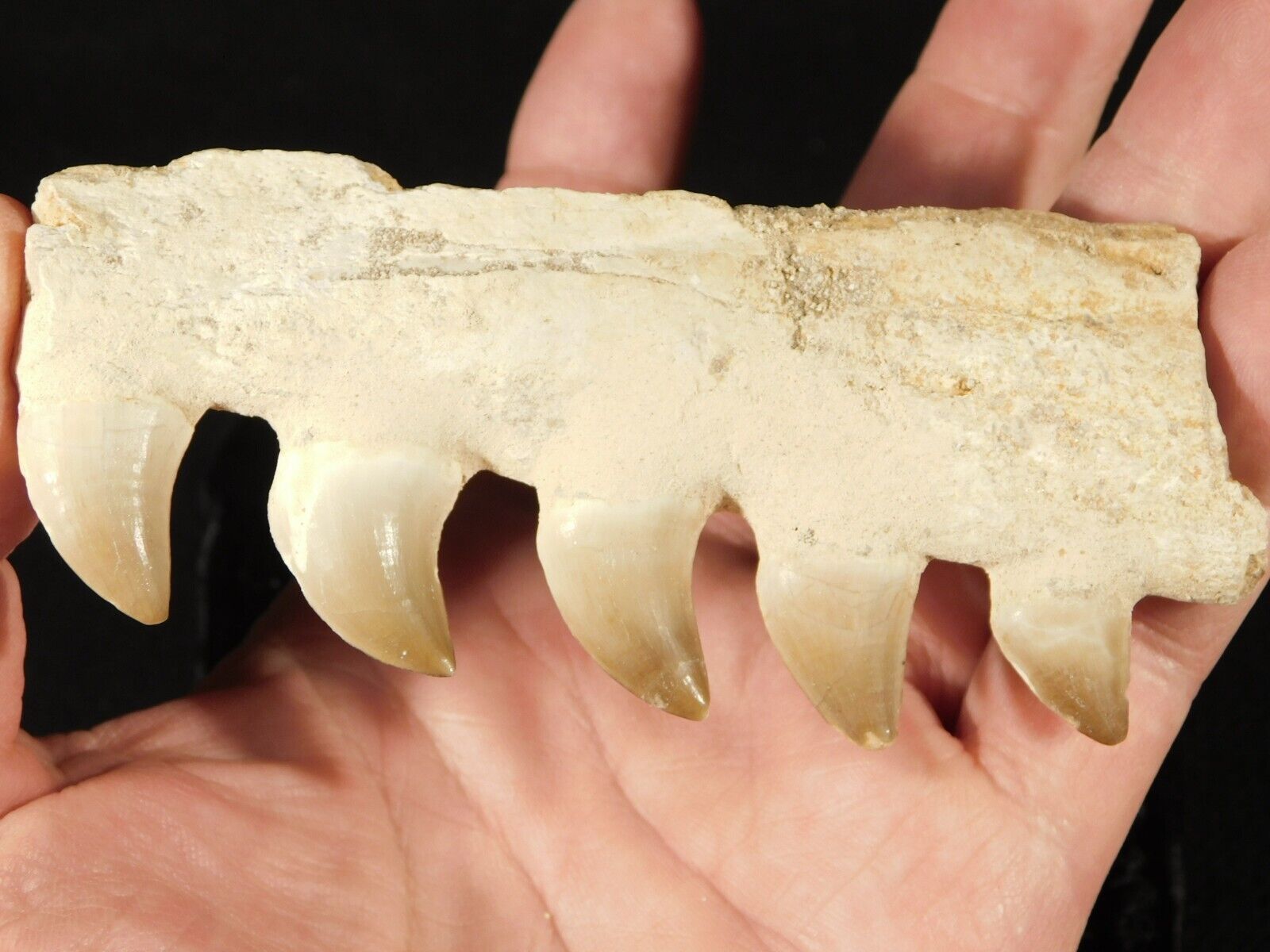 100 Million Year Old Mosasaurus JAW Bone Fossil With FIVE Fossil TEETH 82.8gr