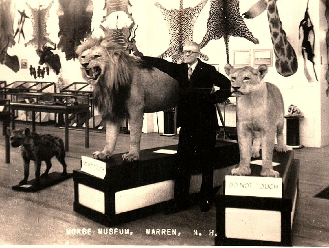 1930s WARREN NH MORSE MUSEUM SAFARI ANIMALS LIONS AFRICA RPPC POSTCARD P765