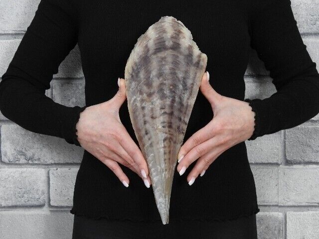 Sea shell Pinna bicolor 310mm ID#6911