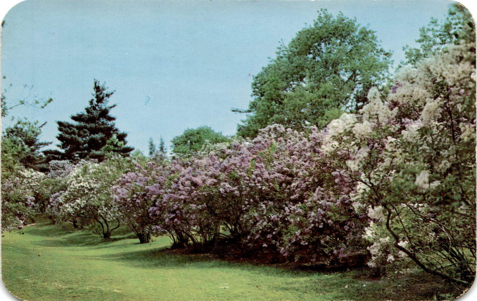 Highland Park, Rochester, N.Y., Lilac Time Festival, Paul W. Davis, Postcard