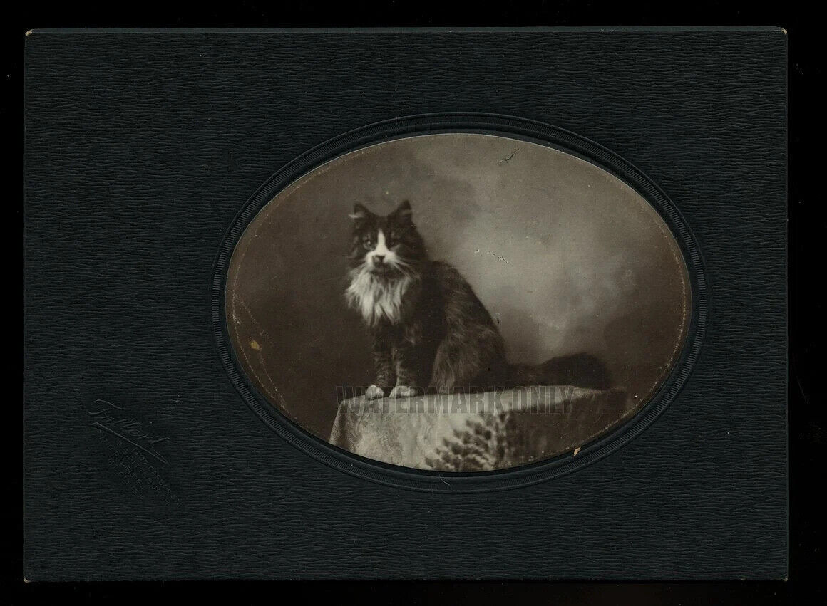 Antique Cabinet Photo of Harry Wetzel's Cat 1900s Victorian Era Pet Portrait