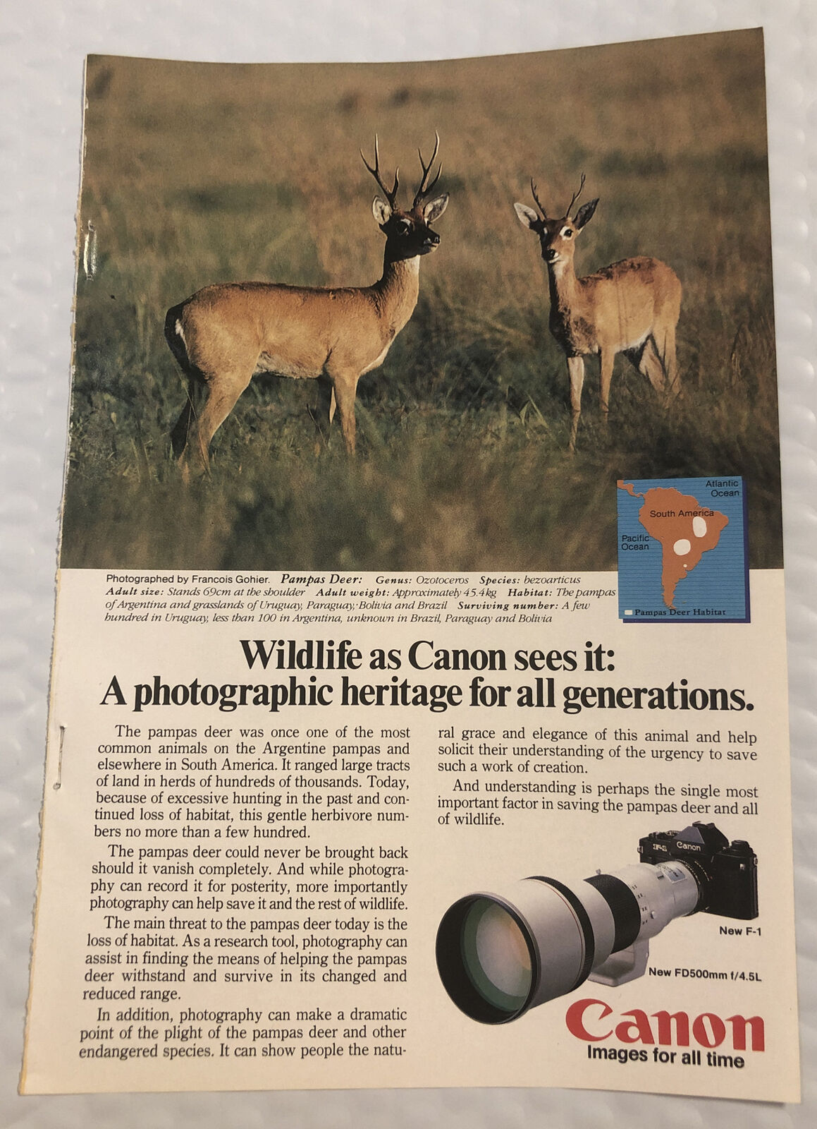 Vintage 1983 Canon Original Print Ad Full Page - Wildlife As Canon Sees It