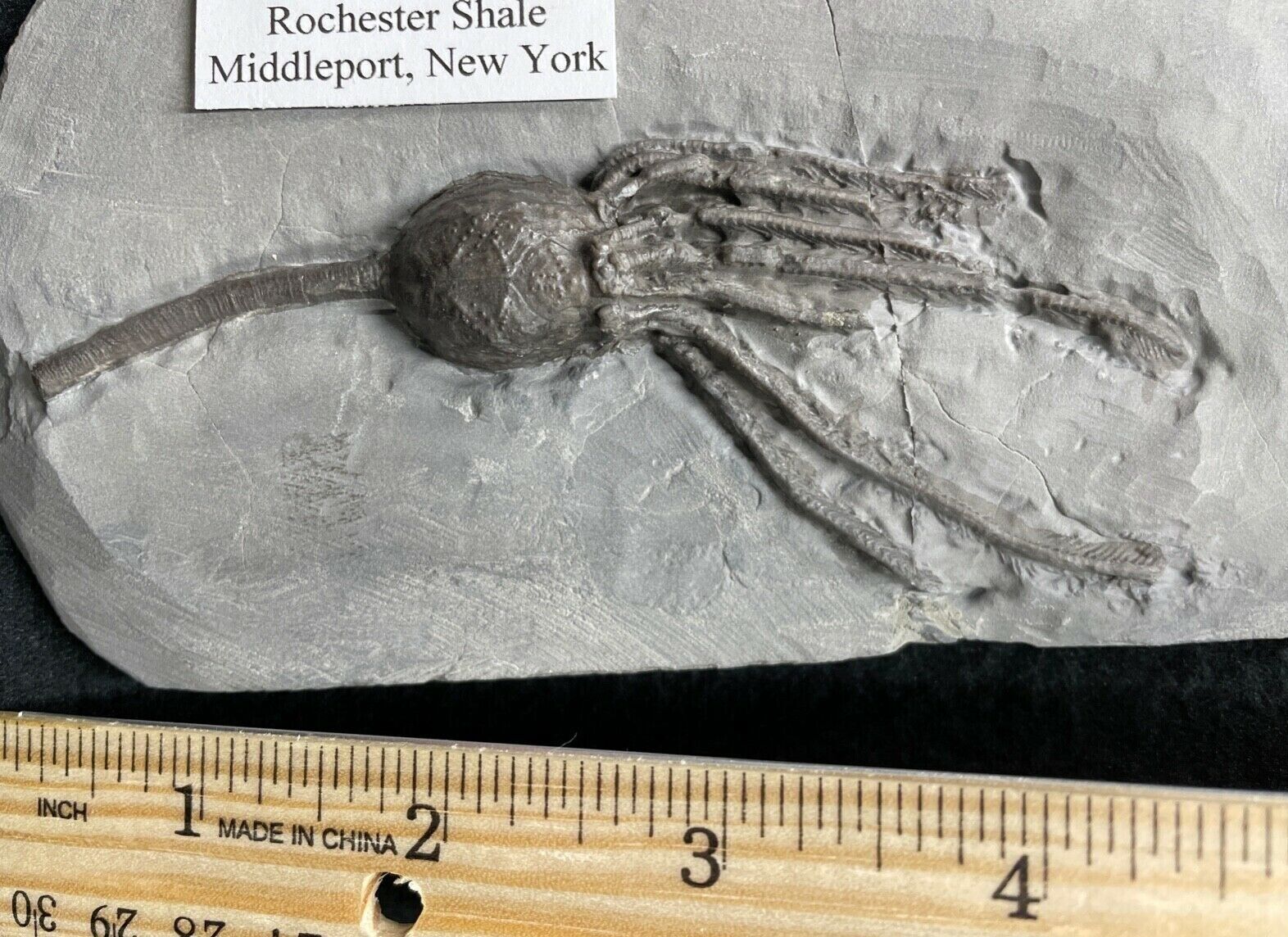 Crinoid Relation, Startled Fossil Cystoid from Middleport, NY
