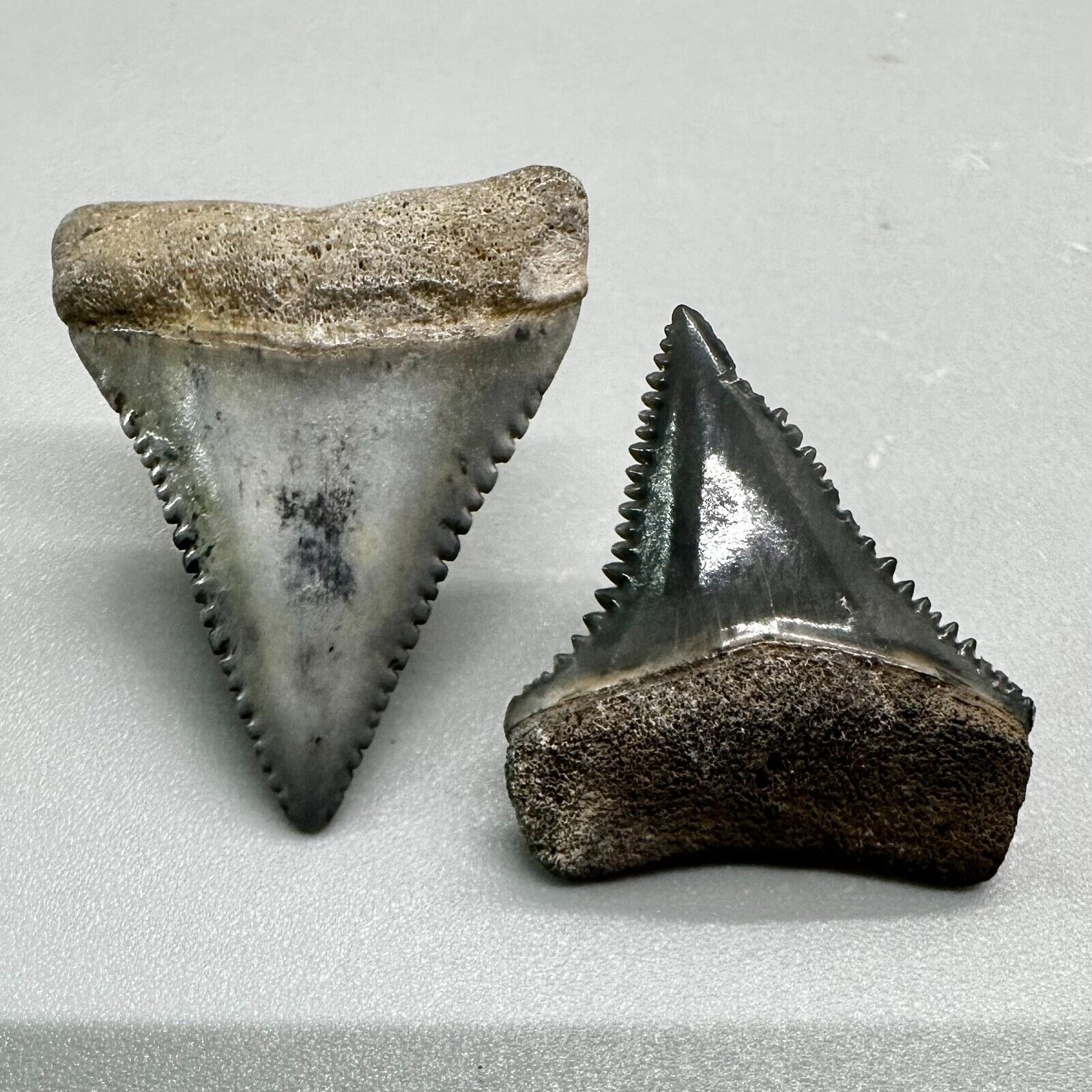 Pair of beautiful juvenile Fossil GREAT WHITE Shark Teeth- Sarasota, FL