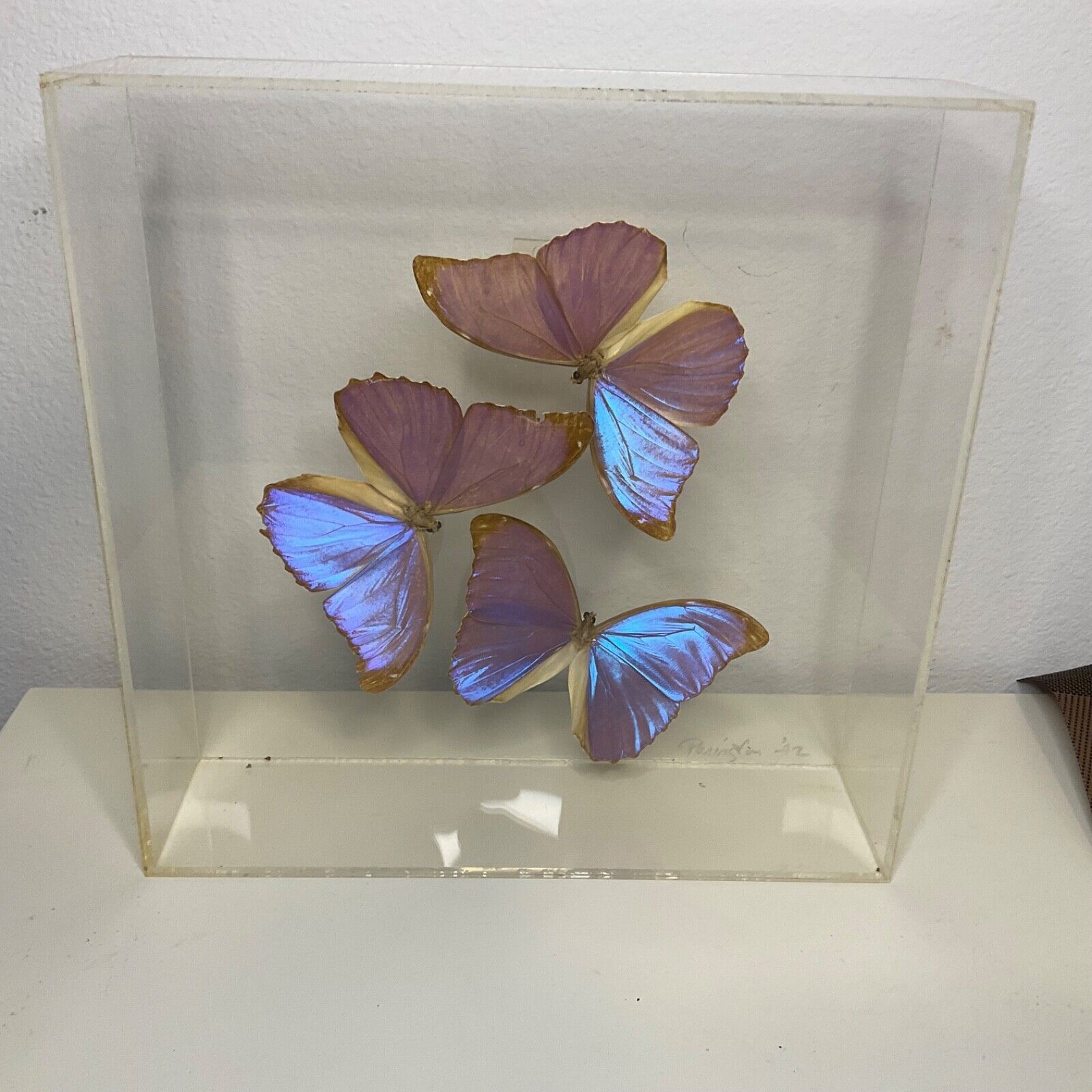Vintage Paul Purington 1992 Signed 3 Mounted Butterflies in Lucid Box 3a