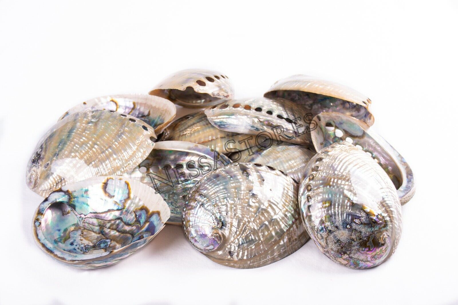 Green Abalone Sea Shell BOTH Side Polished Beach Craft 6\