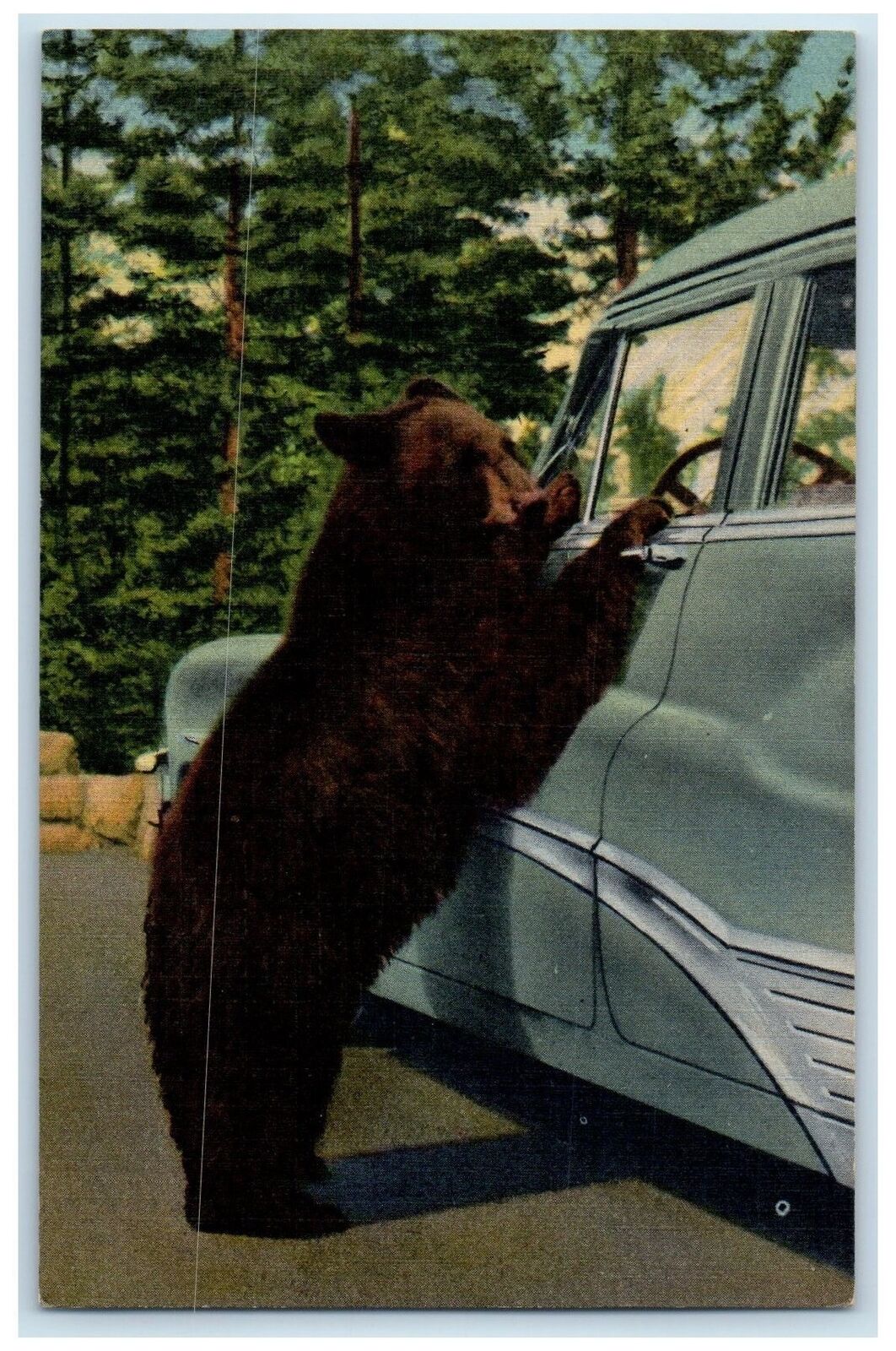 1953 Holdup Bear Scene In Yellowstone National Park Denver Colorado CO Postcard