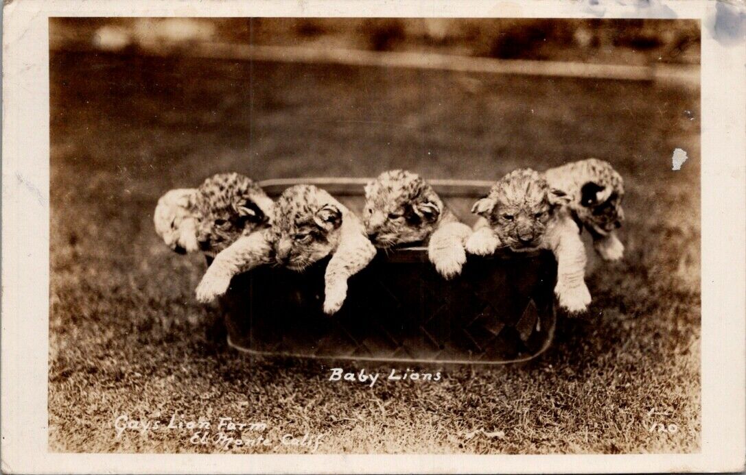 1935. Baby Lions, Gays Lion Farm, EL MONTE, California Real Photo Postcard