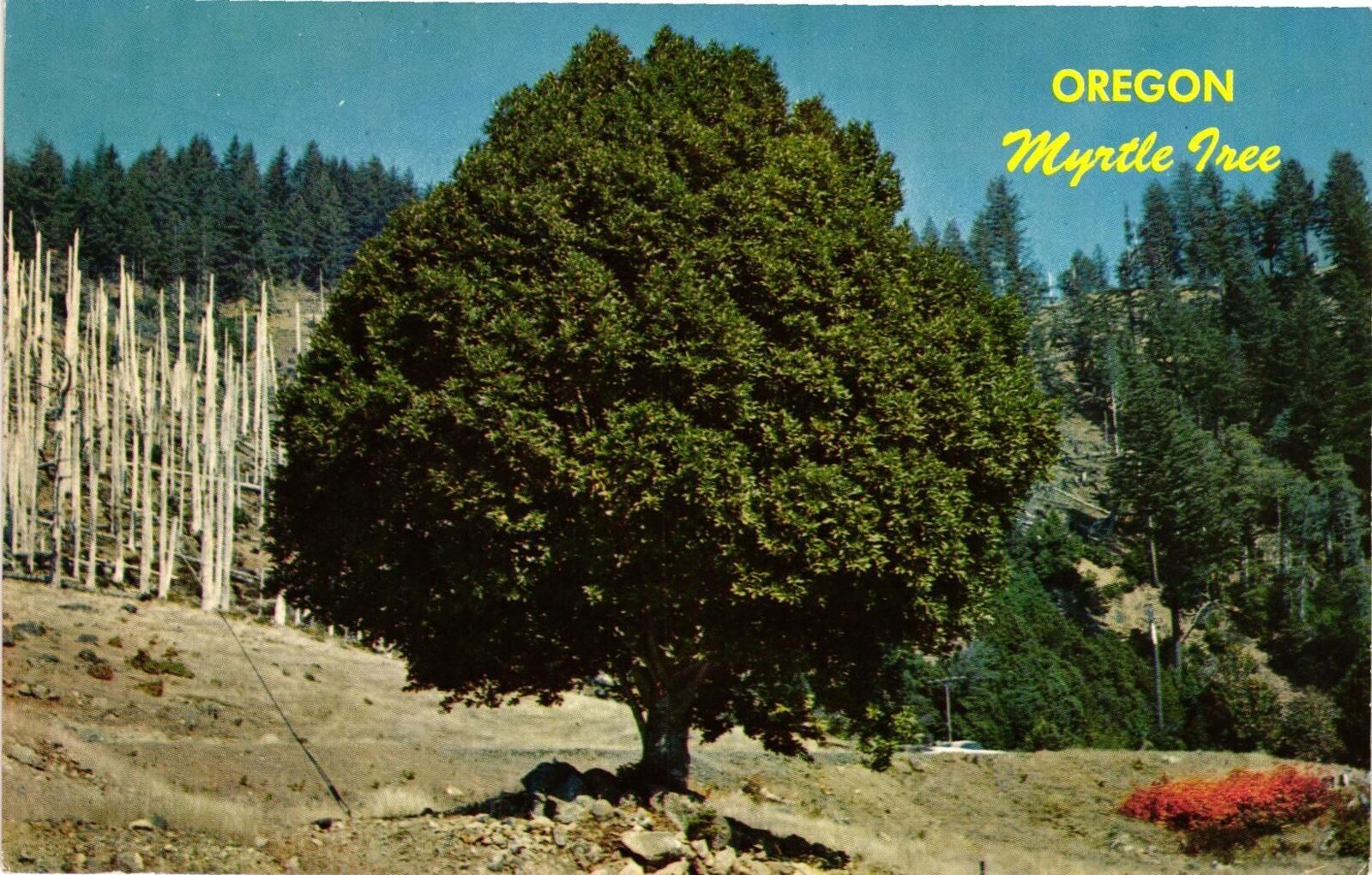 Vintage Postcard- Oregon Myrtle Tree.