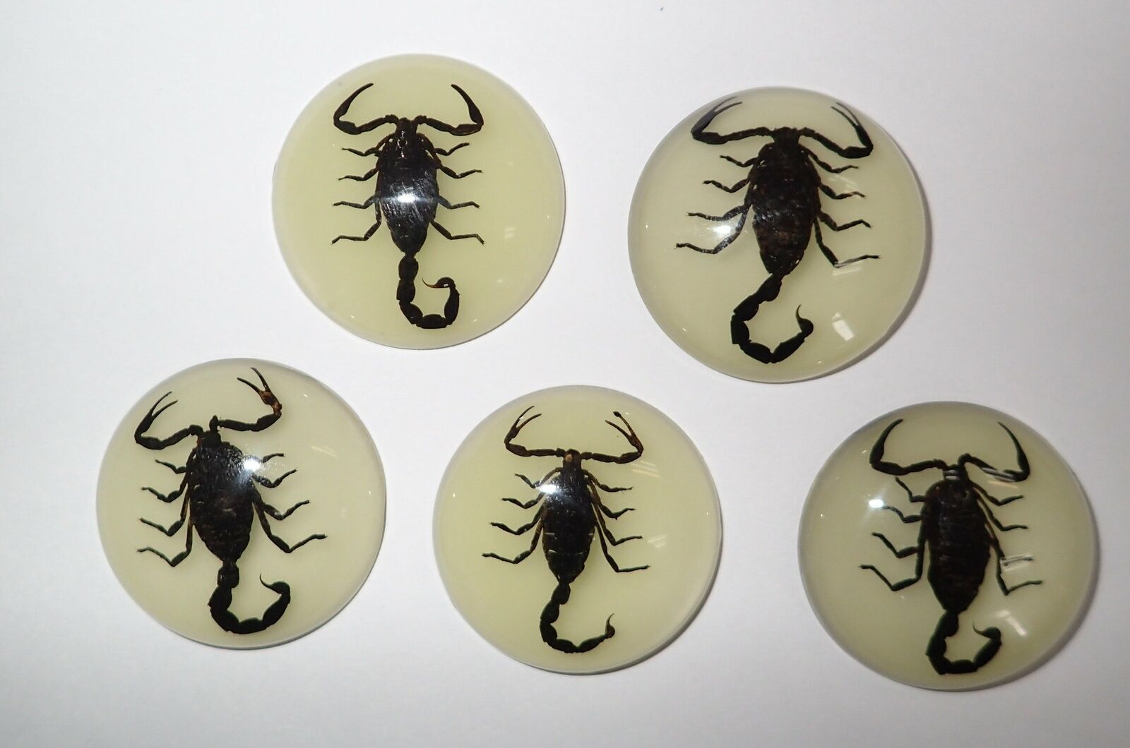 Insect Cabochon Black Scorpion 35 mm Round Glow in the dark 10 pieces Lot