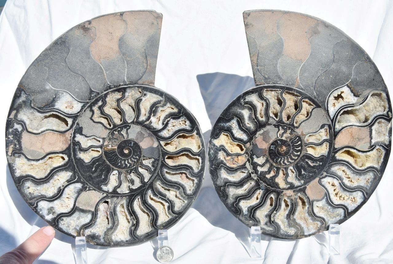 Large Black Ammonite Pair Deep Crystals 110myo Fossil XXL 9.5