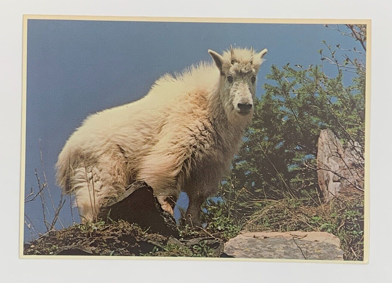 Rocky Mountain Goat Found throughout the Rocky Mountains Colorado Postcard