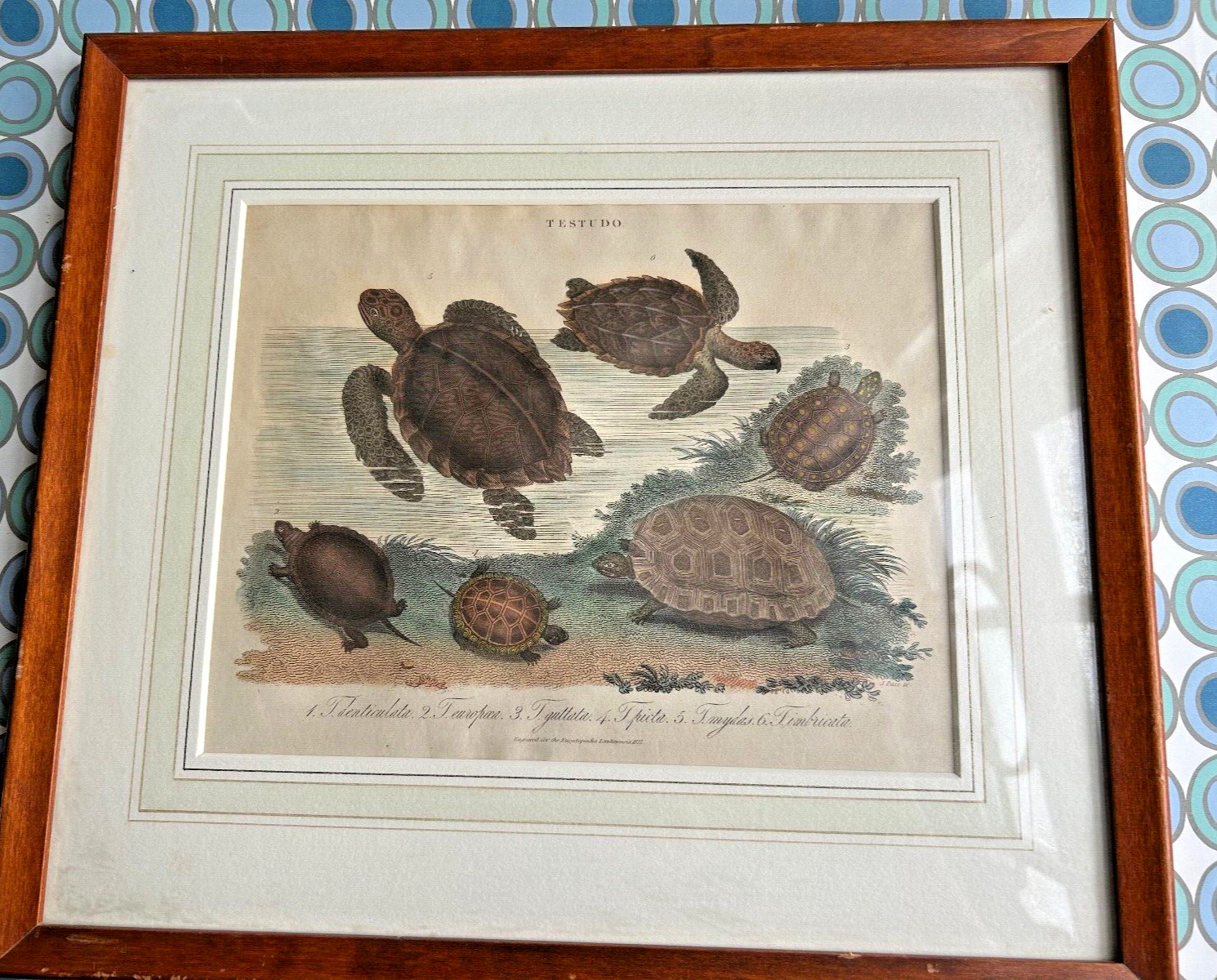 1827 antique TESTUDO PRINT tortoise turtle vtg painting art sea ocean nautical 