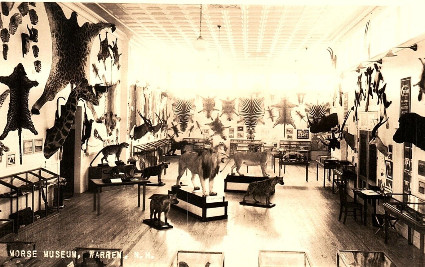 1930s WARREN NH MORSE MUSEUM SAFARI ANIMALS LIONS AFRICA RPPC POSTCARD P762