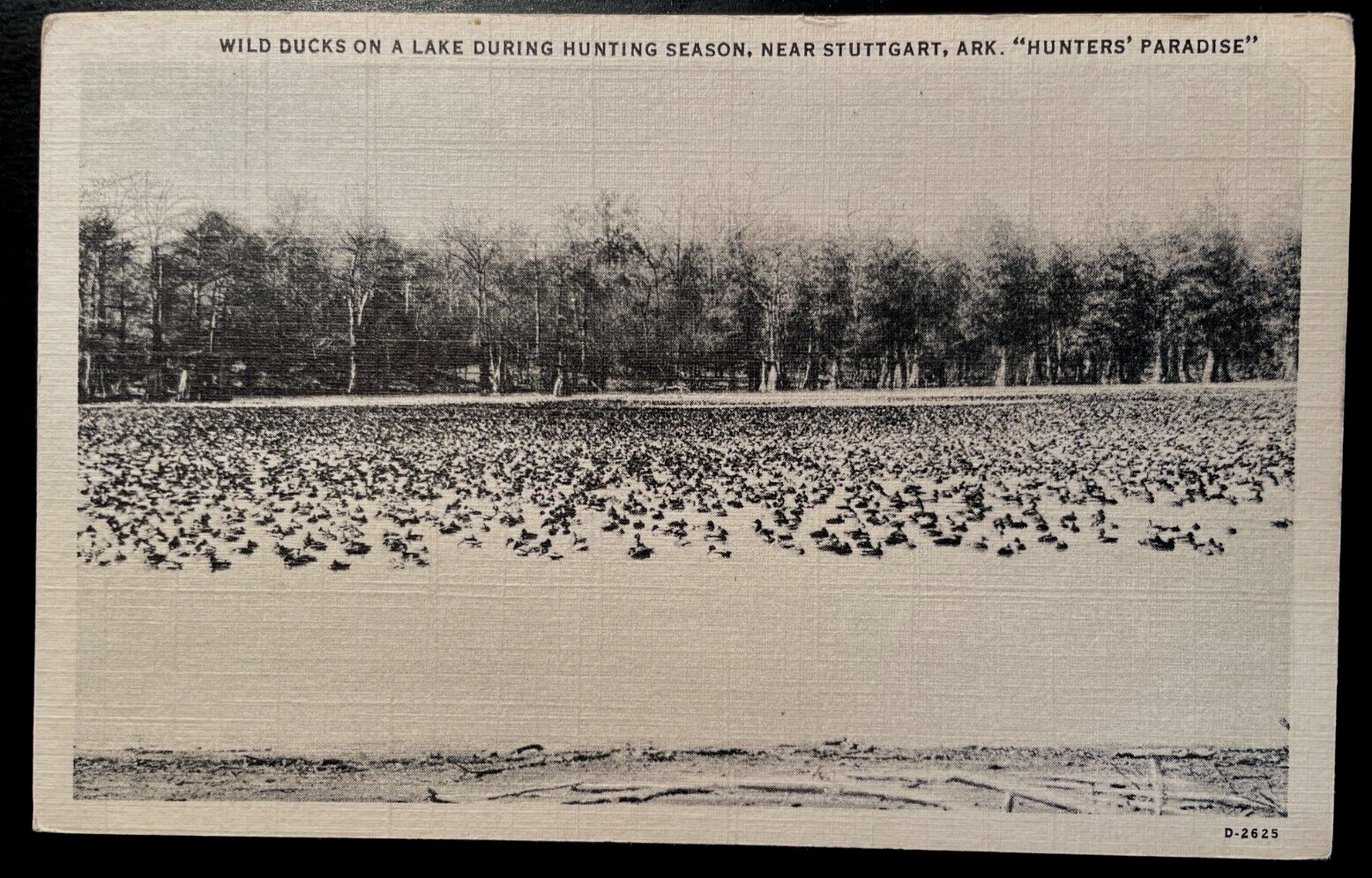 Vintage Postcard 1933 Wild Ducks, Hunting Season, Stuttgart, Arkansas (AR)