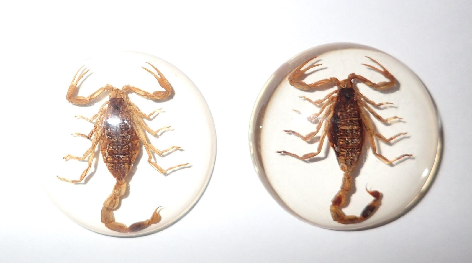 Insect Cabochon Golden Scorpion Specimen Round 35 mm Clear 2 pieces Lot