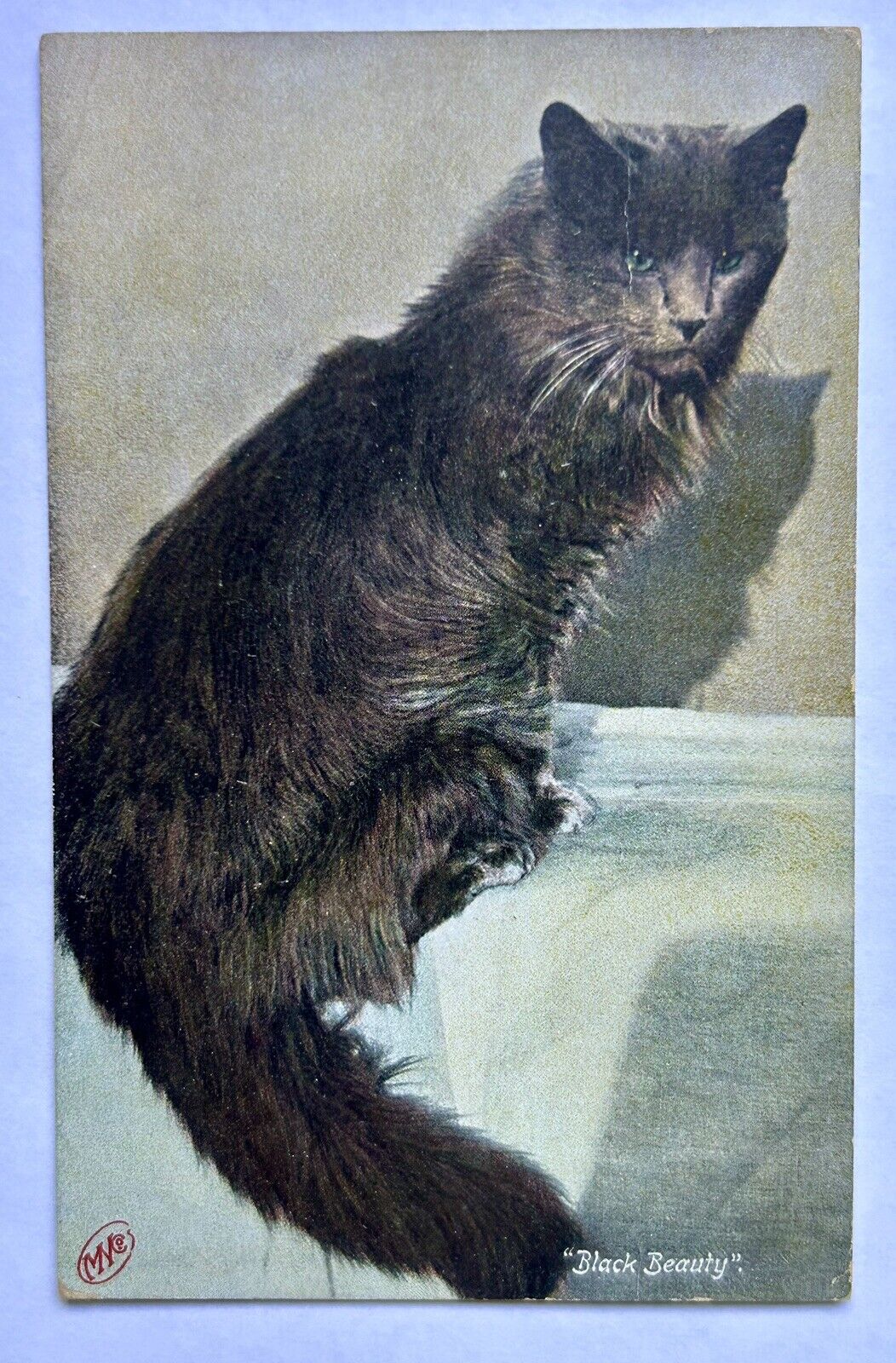 Black Beauty Vintage Cat Postcard. 1911