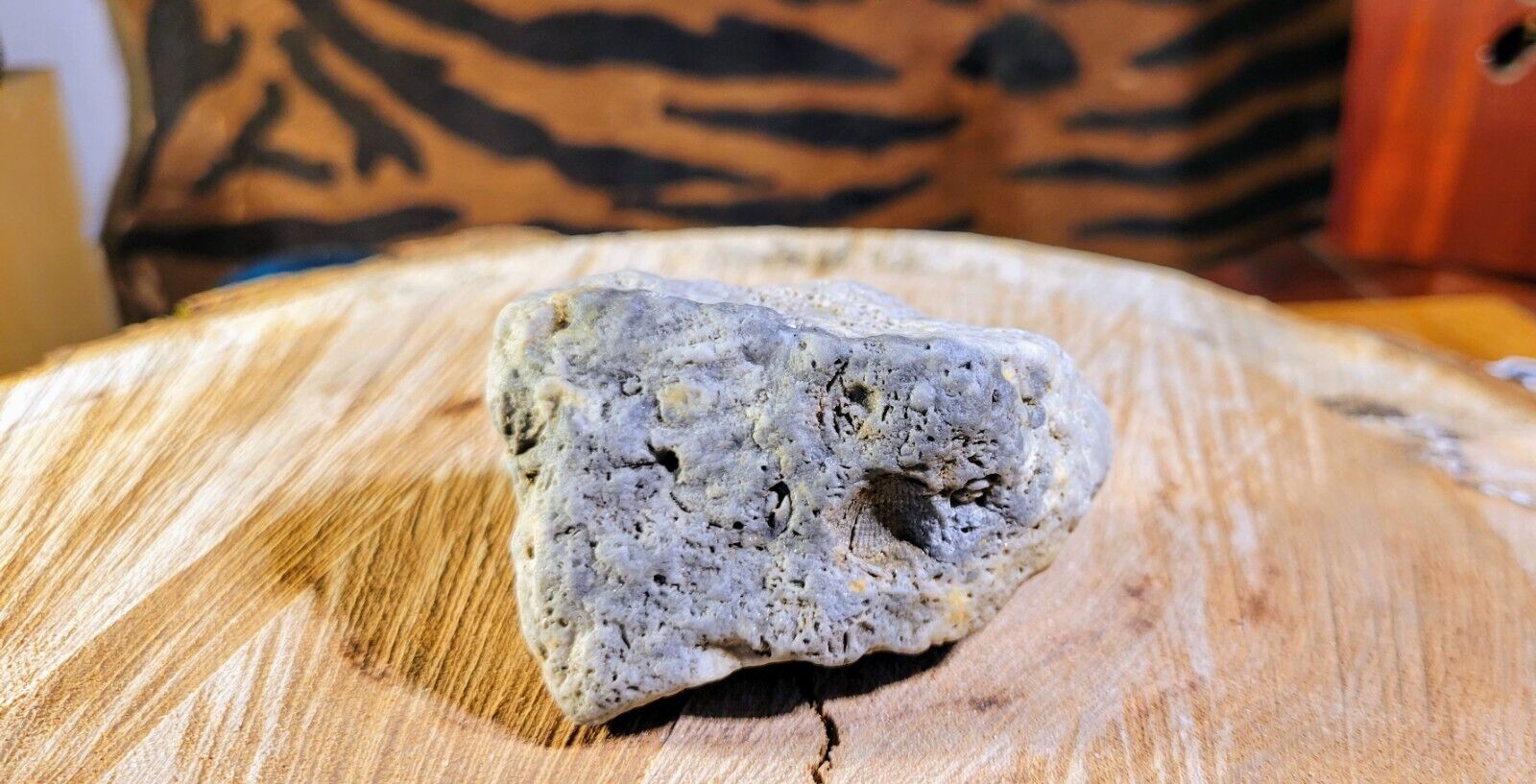 Rare Highly Detailed Coral Mud Stone Mi