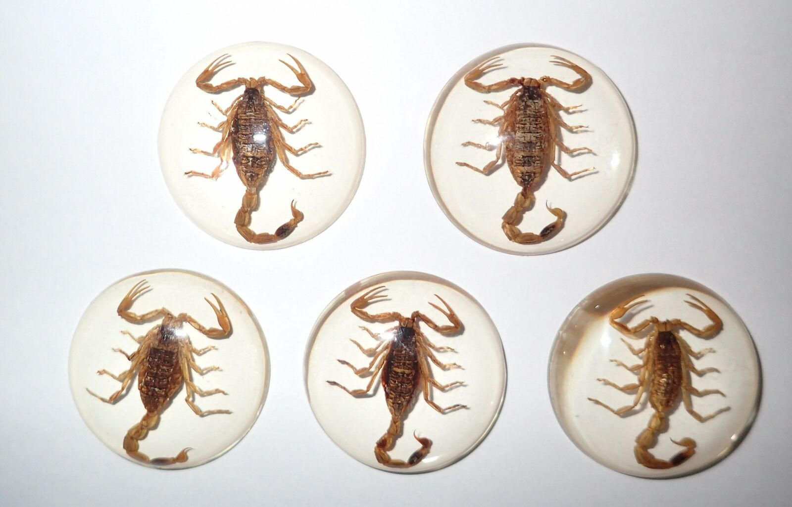 Insect Cabochon Golden Scorpion Specimen Round 35 mm Clear 10 pieces Lot