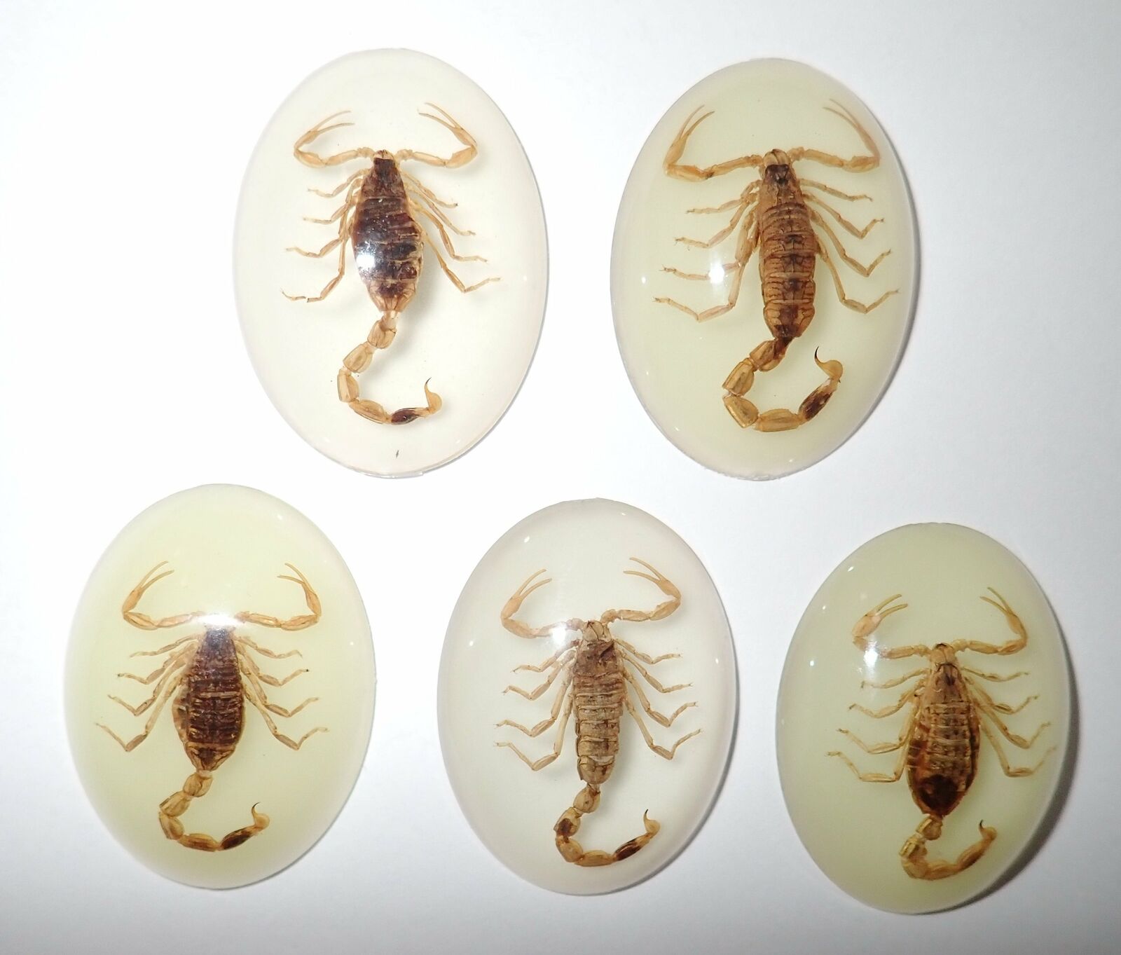 Insect Cabochon Golden Scorpion Specimen Oval 30x40 mm Glow 5 pieces Lot