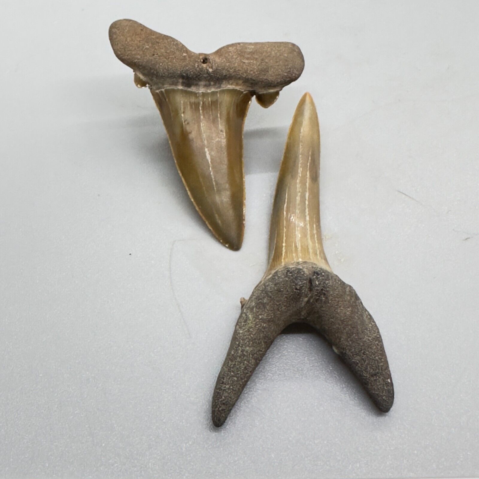 Very High Quality Large Fossil Striatolamia macrota/Extinct Sand Tiger Teeth- UK