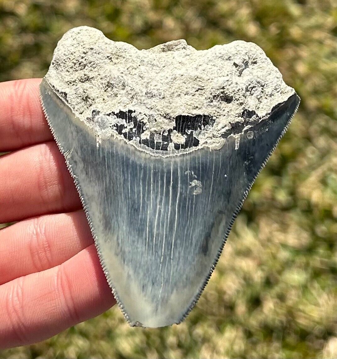 Indonesian Megalodon Tooth BIG 3.3” Natural Fossil Shark Tooth Indonesia Meg