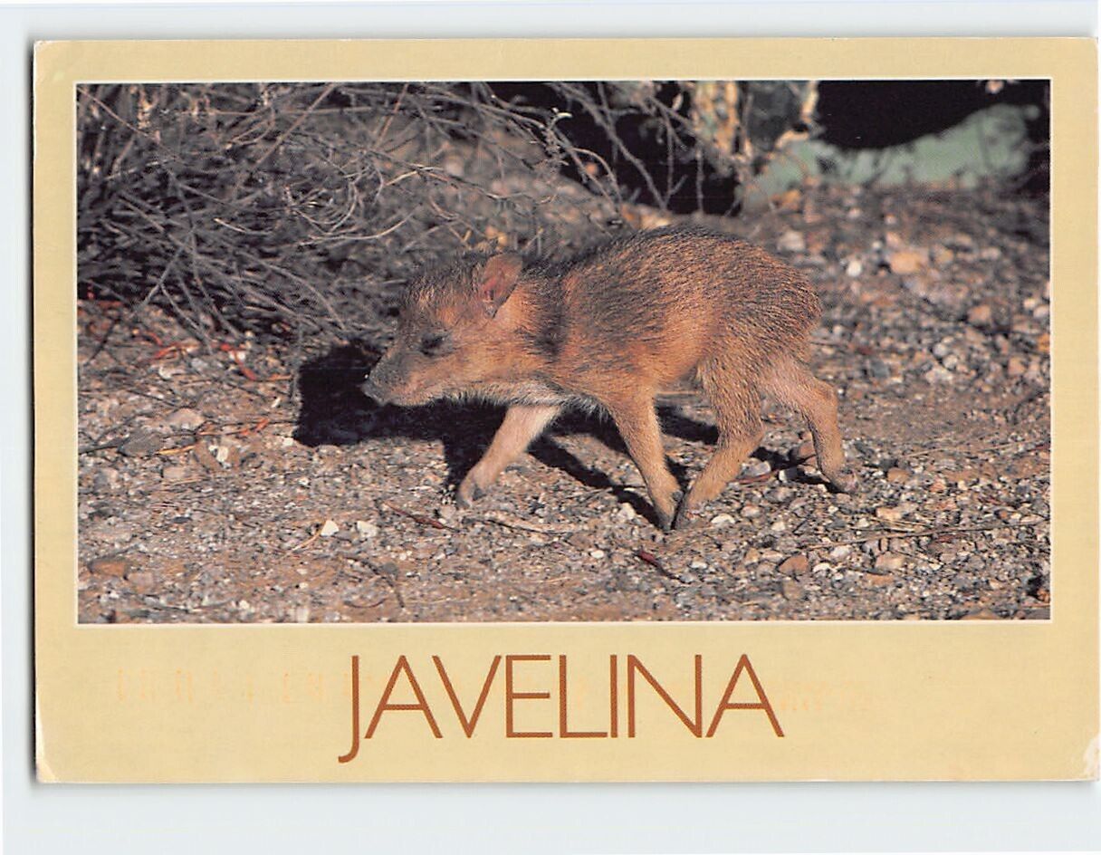 Postcard Javelina or Peccary (Dicotyles Tajacu)