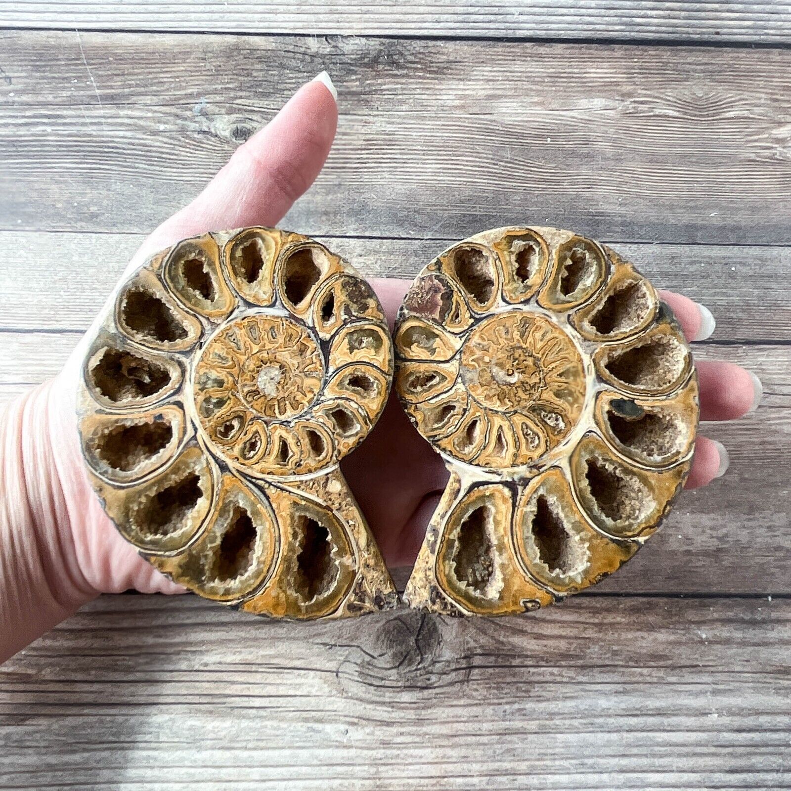 Ammonite Fossil Pair with Calcite Chambers 232g, Polished