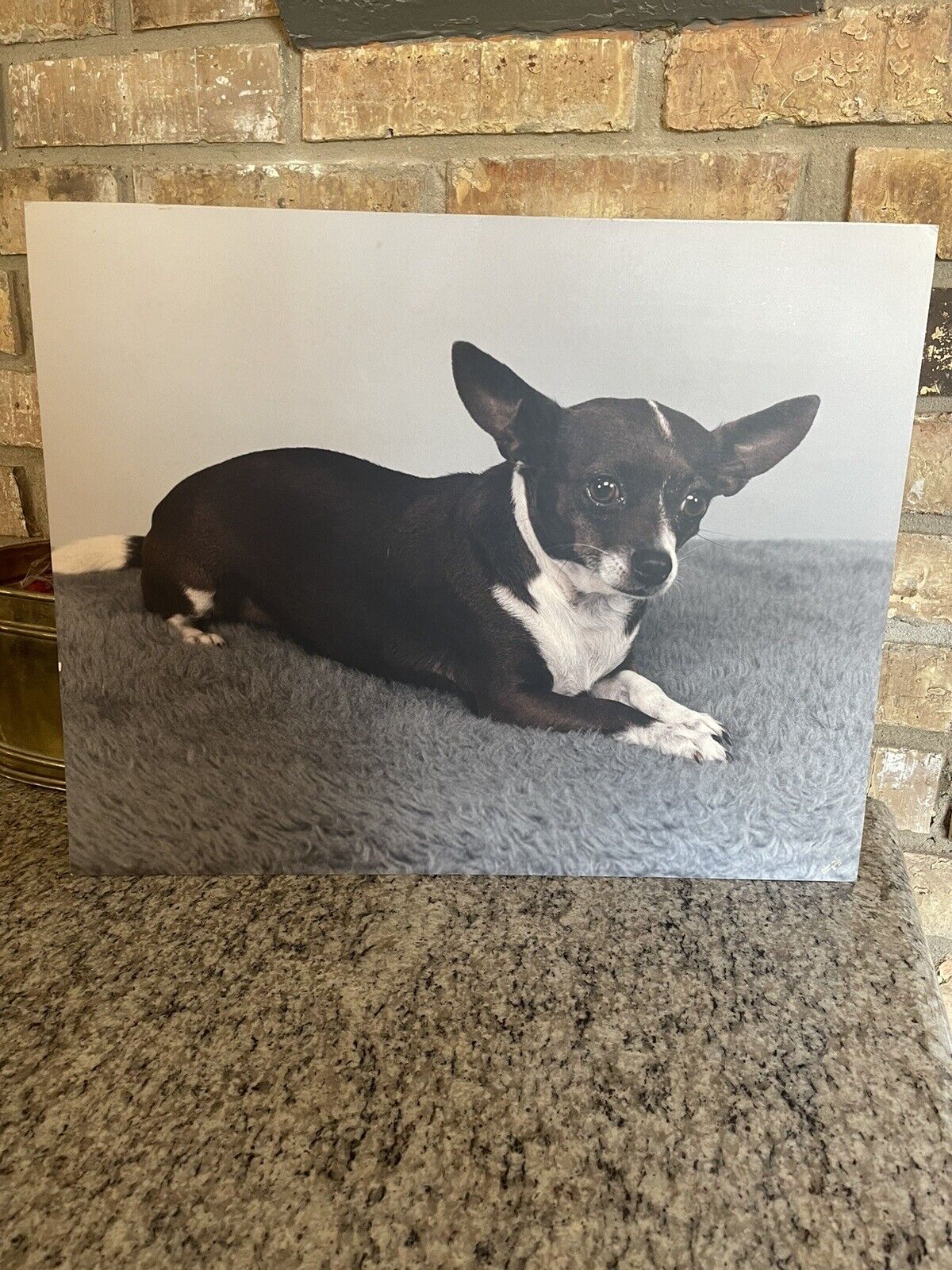 Vintage Olan Mills Chihuahua Portrait
